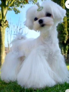 raza de perros bichón maltés