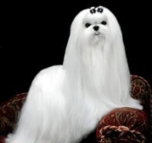 raza de perros bichón maltés