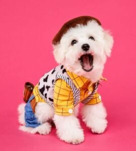 Bichón maltés cachorro