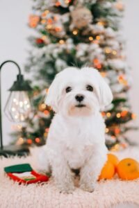 Bichón maltés perro de raza pequeña