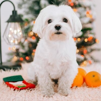 Bichón maltés perro de raza pequeña
