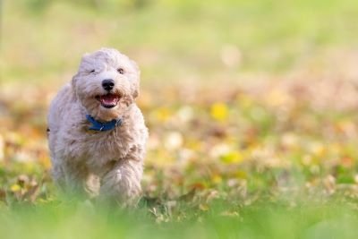 Bichón frise perro de raza pequeña