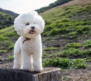 Bichón frise blanco