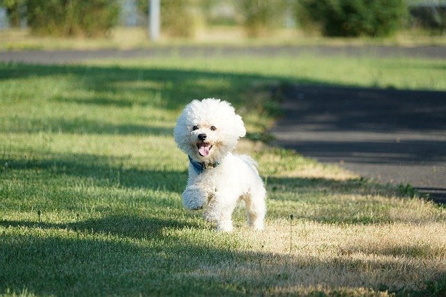 Bichón frisé jugando