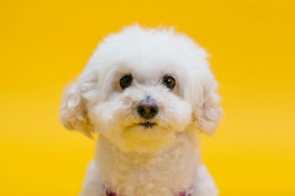 Bichón frise pequeño cachorro