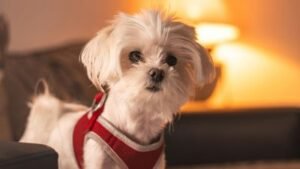 bichón maltés perro de raza pequeña