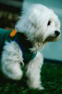 Bichón maltés blanco