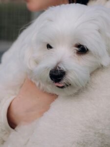 bichón maltés perro de raza pequeña