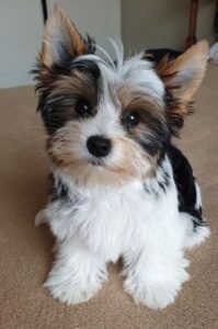 Biewer Yorkshire Terrier raza de perro pequeña
