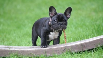 Bulldog francés perro de raza pequeña