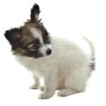 Perro cachorro