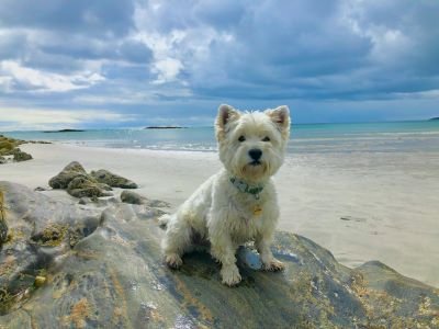 Cairn Terrier raza pequeña