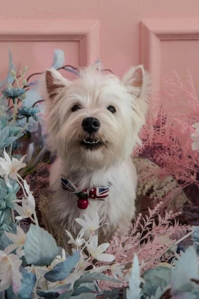 Cairn Terrier color blanco