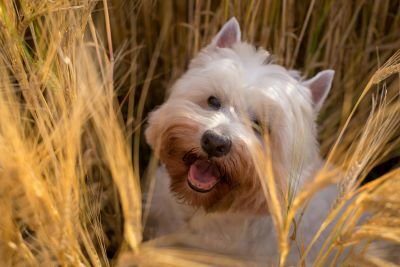 Cairn Terrier jugando