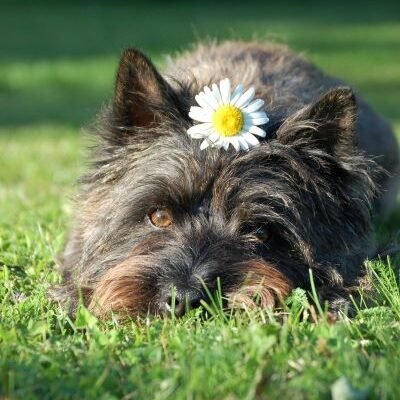 Cairn Terrier perro de raza pequeña