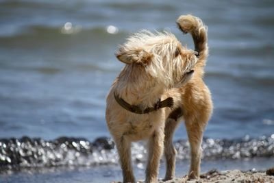 Cairn Terrier perro de raza pequeña