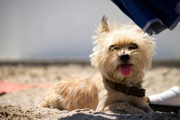 Cairn Terrier perro de raza pequeña