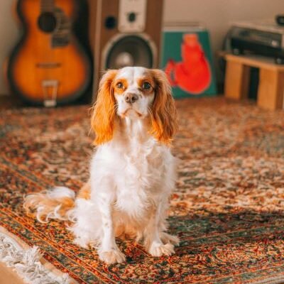 Cavalier King Charles Spaniel perro de raza pequeña