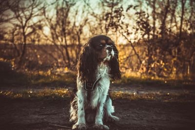 Cavalier King Charles Spaniel perro de raza pequeña