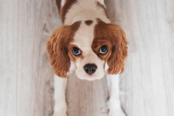 Cavalier King Charles Spaniel blanco y marrón