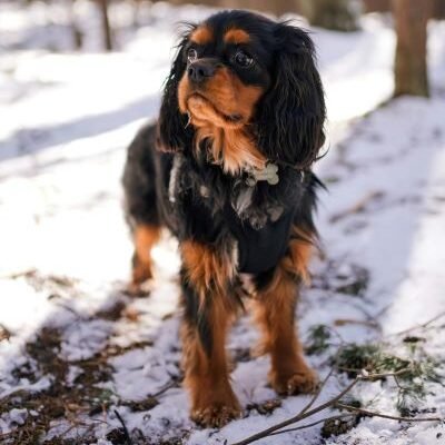 Cavalier King Charles Spaniel perro de raza pequeña