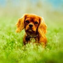 Cavalier King Charles Spaniel perro de raza pequeña