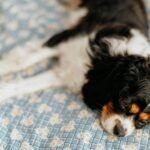 perro de raza pequeña