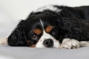 Cavalier King Charles Spaniel tricolor