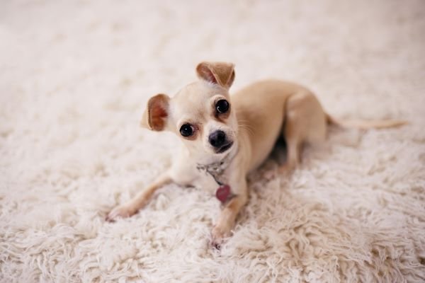 Chihuahua cachorro