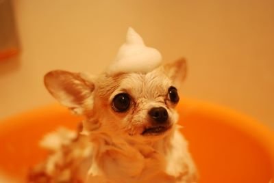 perro de raza pequeña