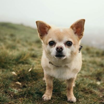 Chihuahua cabeza de manzana