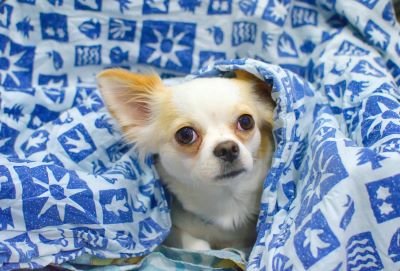  perro de raza pequeña
