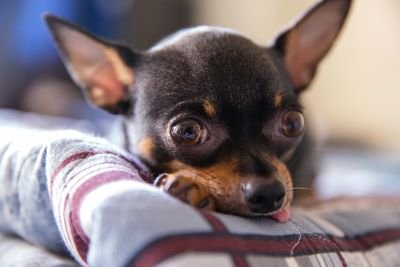 chihuahua de pelo corto