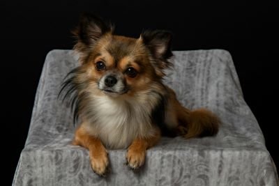 Chihuahua de pelo largo