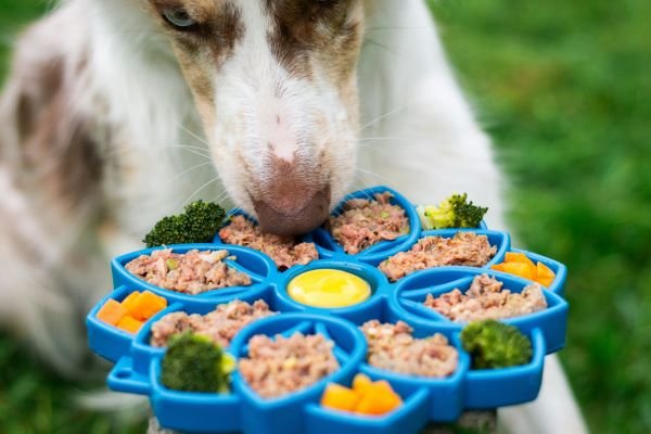 Comida casera para perros