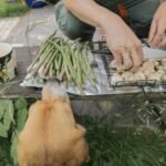 comida casera para perros