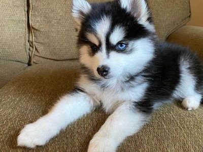 pomsky ojos azules