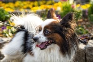 Papillon blanco y fuego