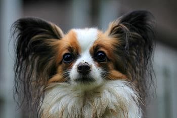 Papillon blanco y marrón con las orejas negras