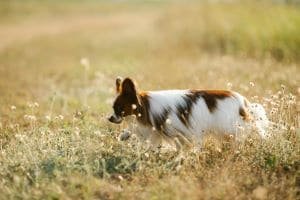 Papillon jugando en el bosque