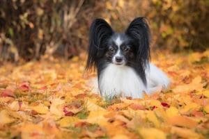 papillon blanco y negro