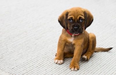 Mejor pienso para cachorros