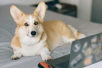 Perro de raza pequeña corgi