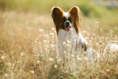 Papillón perro de raza pequeña