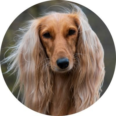 Perro Con el pelo largo