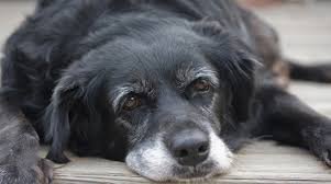 Mejor pienso para perros sénior