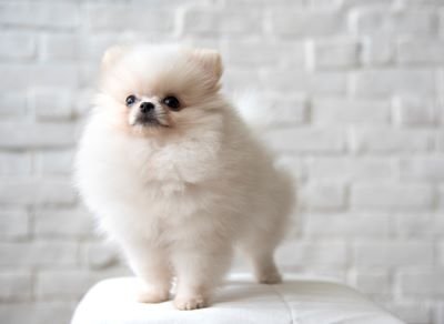 Perro de raza pequeña pomerania