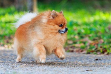 perro de raza pequeña