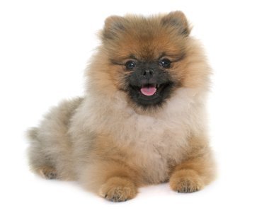 pomerania muñeco