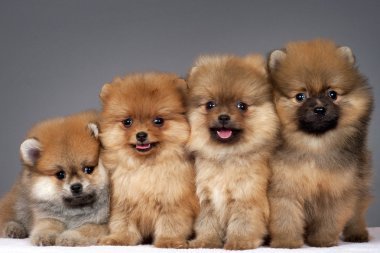 Pomerania cara oso